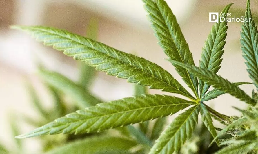 Senado avanza en nueva regulación para consumo personal de marihuana