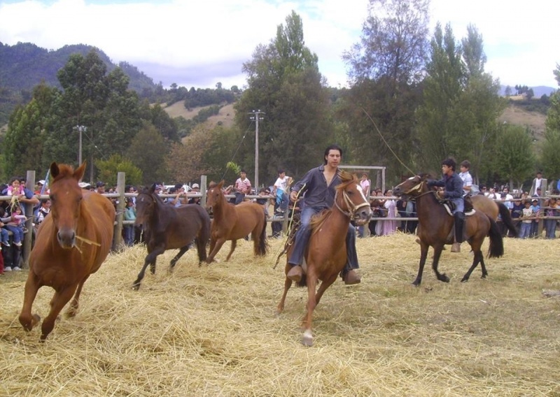Este domingo se realizará la XII versión de la gran trilla a caballo suelto en Illahuapi