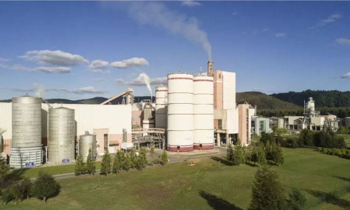 Tribunal rechaza demanda por daño ambiental contra Celulosa Arauco en Los Ríos